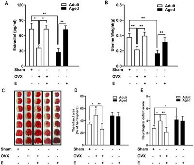 Involvement of baroreflex deficiency in the age-related loss of estrogen efficacy against cerebral ischemia